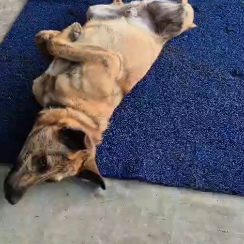Adopta a Nilo: Perro juguetón y noble busca hogar en Risaralda 