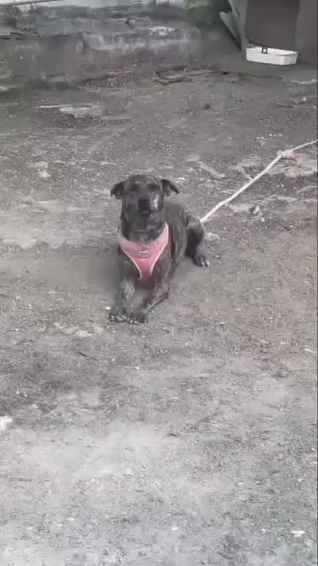 Perra de 3 años busca hogar en Pereira 