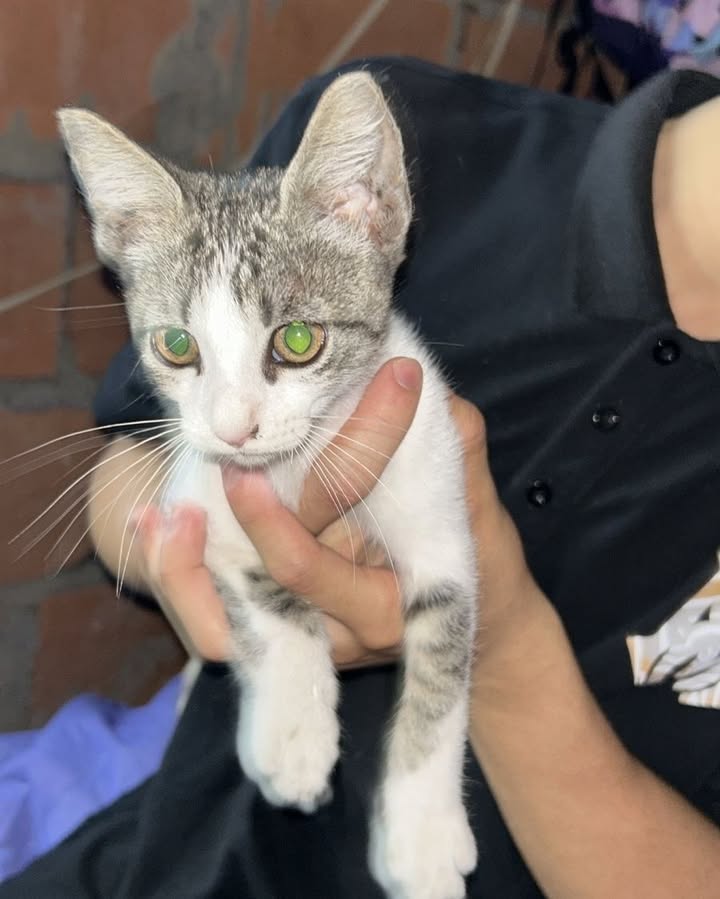 Gatito encontrado en Buenos Aires, Risaralda 