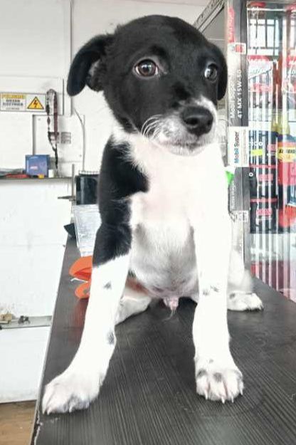 Perrito busca hogar responsable en Risaralda