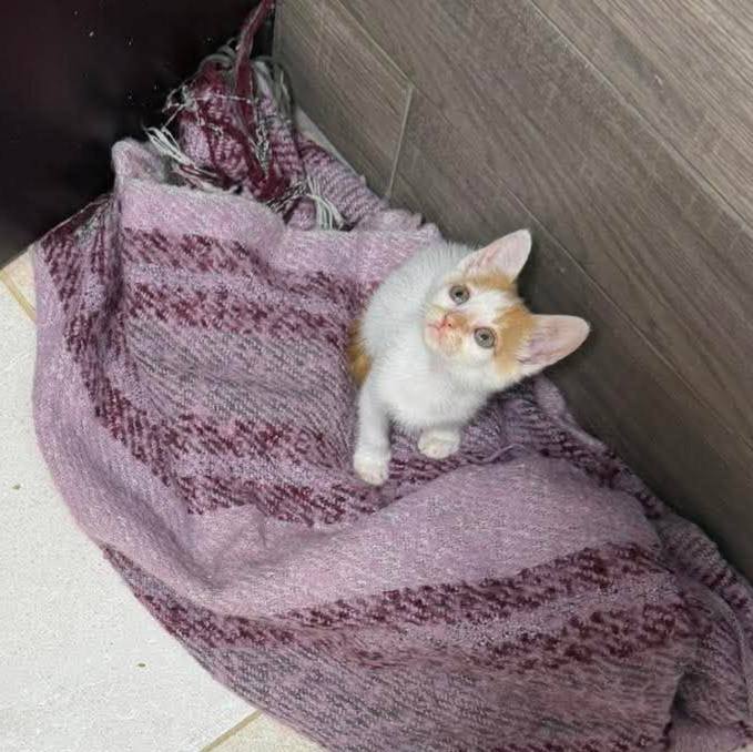Gatitos en adopción 