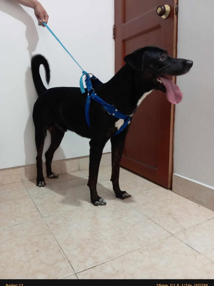 Perro Negro Encontrado en Risaralda 