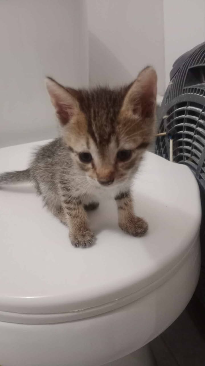 Gatitos en Adopcion en Risaralda 