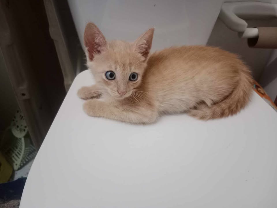 Gatitos en Adopcion en Risaralda 