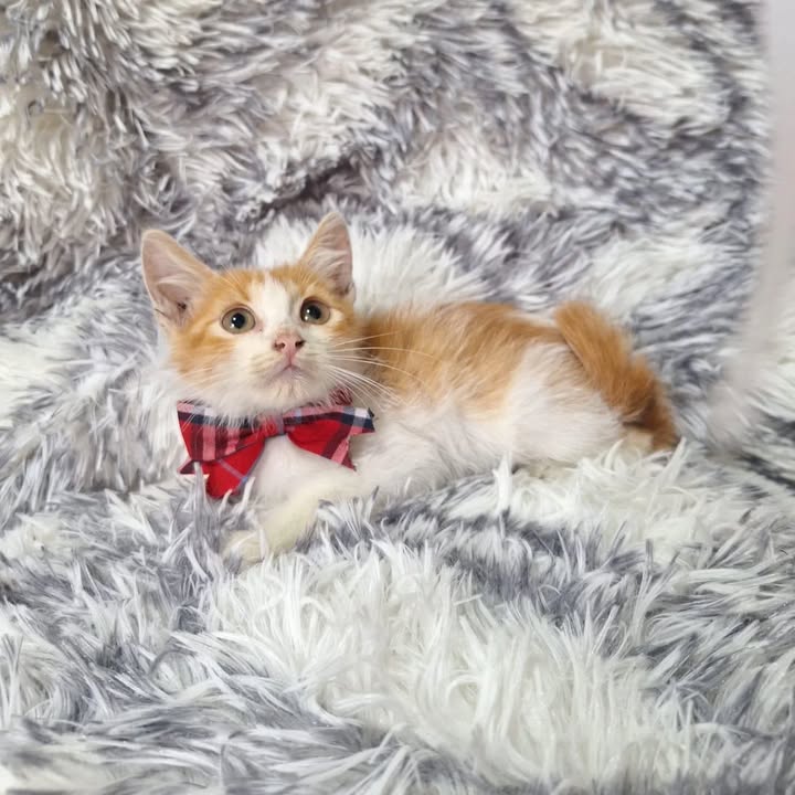 Adopción responsable de gatitos rescatados en Risaralda 