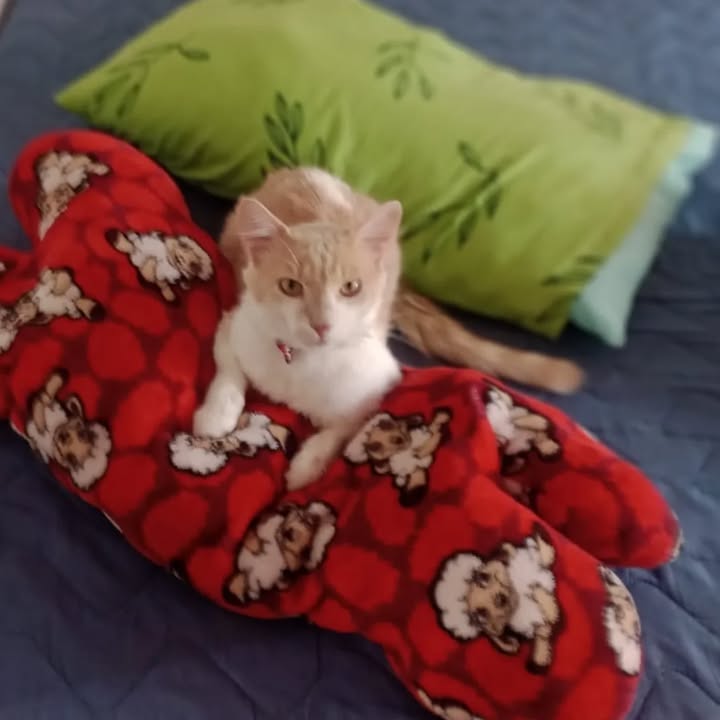 Gato Macho Busca Hogar Responsable en Risaralda 