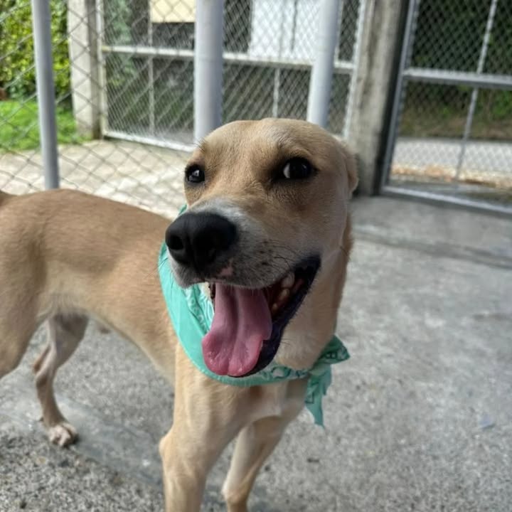 Adopción perro Maximiliano Risaralda 