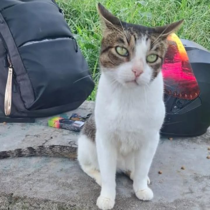 Gato en adopción en Pereira 