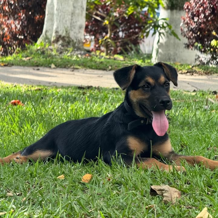 Cachorro de 6 meses en adopción 