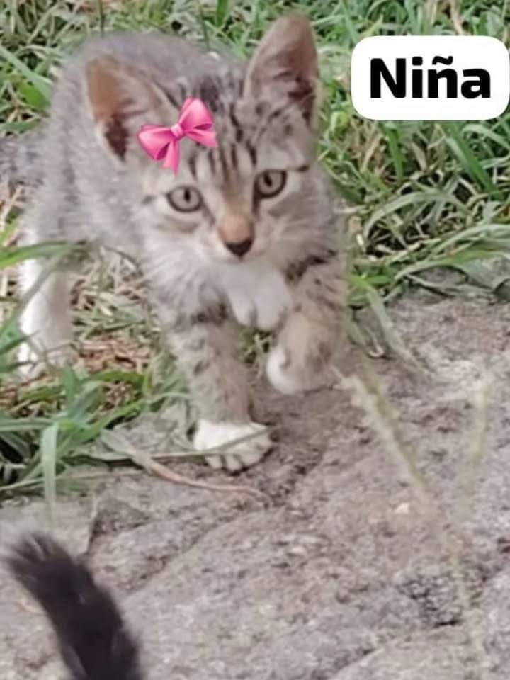 Adopta gatito blanco de ojos azules en La Victoria, Valle 