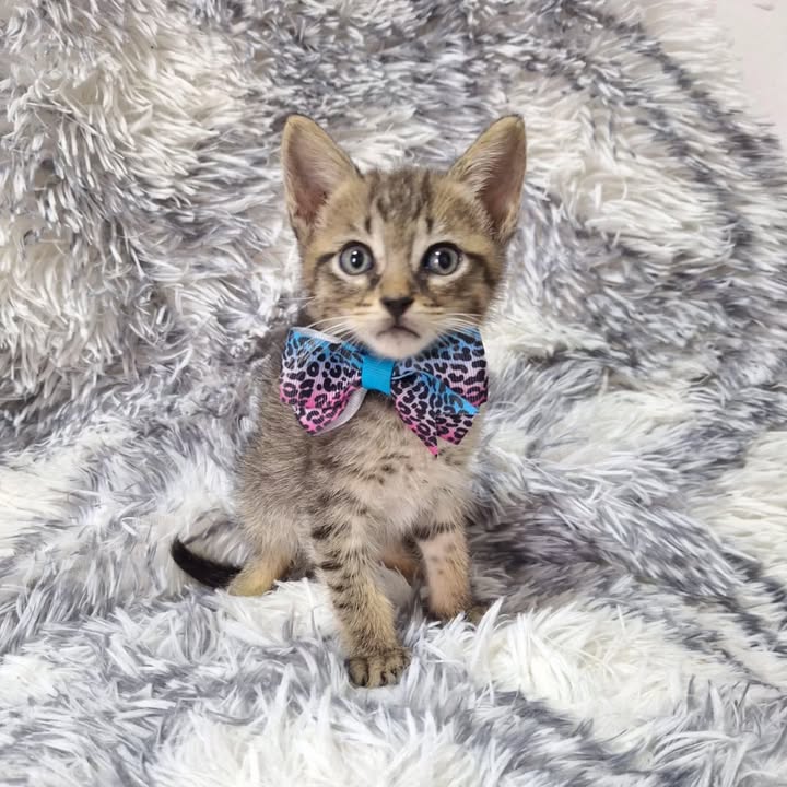 Adopción responsable de gatitos rescatados en Risaralda 