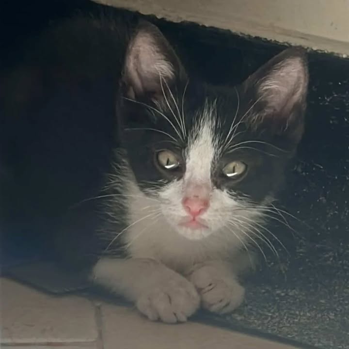 Gatito Macho en Adopción - Risaralda 