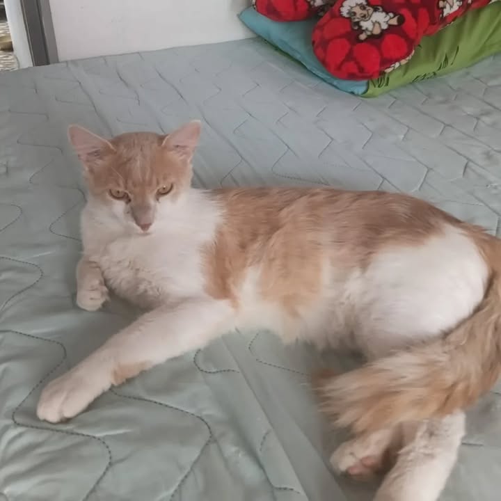 Gato Macho Busca Hogar Responsable en Risaralda 