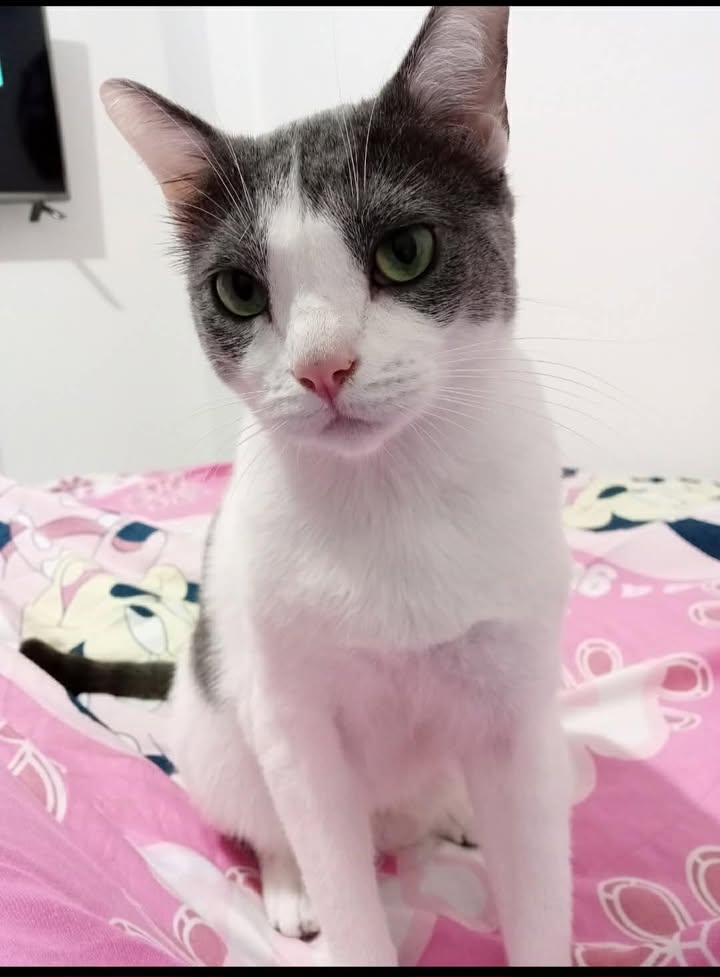 Gato busca hogar responsable en Risaralda 