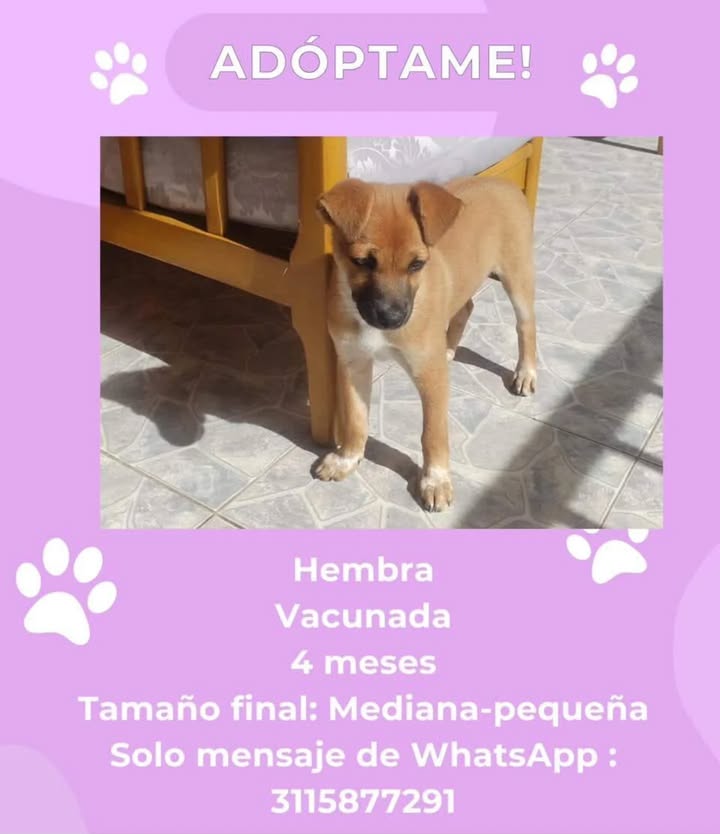 Adopta hembra vacunada de 4 meses en Risaralda 
