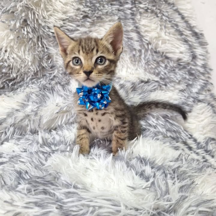 Adopción responsable de gatitos rescatados en Risaralda 