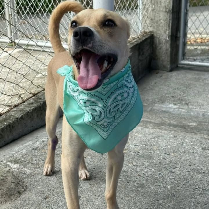 Adopción perro Maximiliano Risaralda 