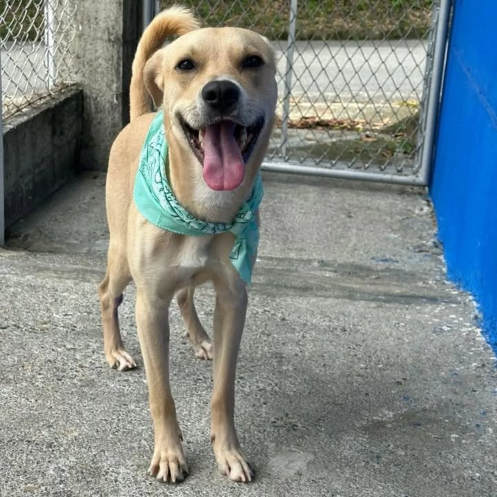 Adopción perro Maximiliano Risaralda 