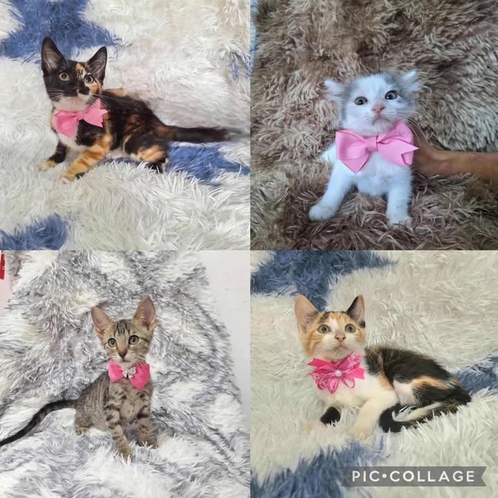 Adopta gatitas en Risaralda 
