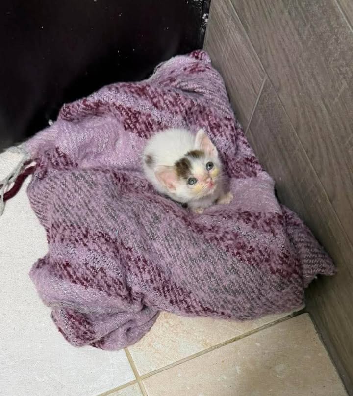 Gatitos en adopción 