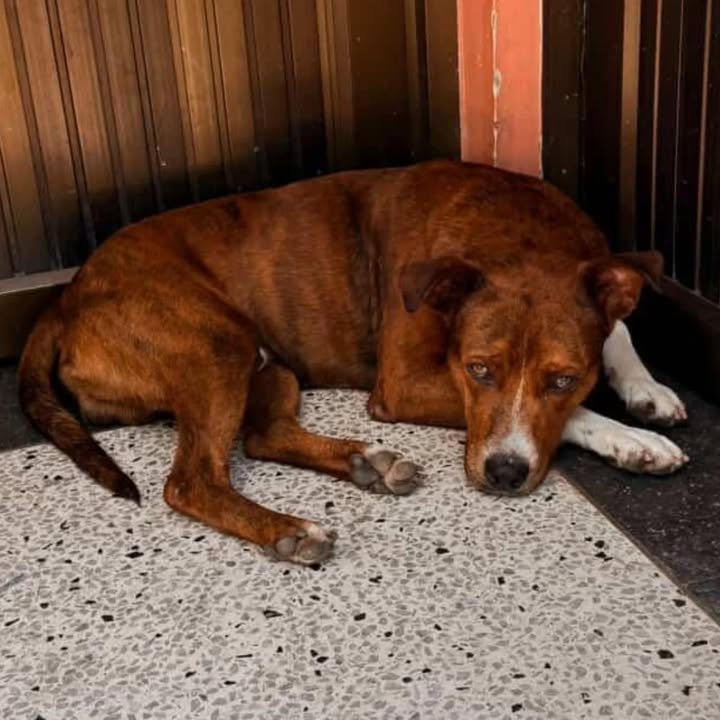 Perro abandonado busca hogar en Pereira, Risaralda 