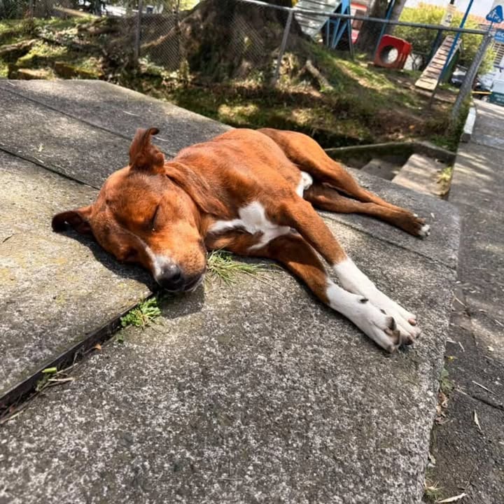 Perro abandonado busca hogar en Pereira, Risaralda 