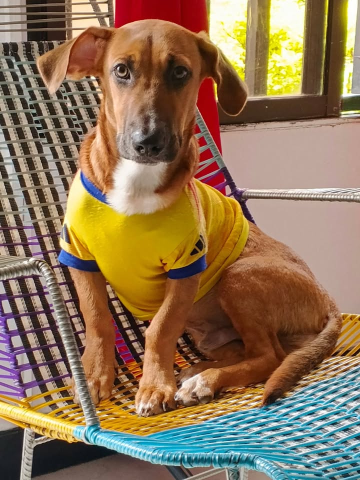 Perro busca hogar responsable en Risaralda 