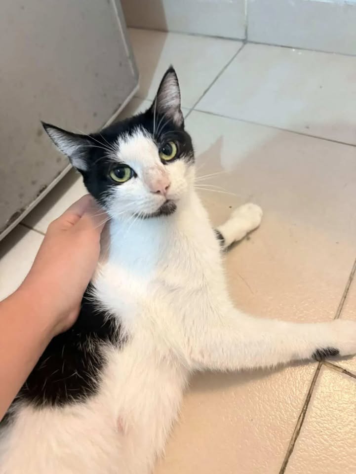 Gata cariñosa busca hogar en Risaralda 
