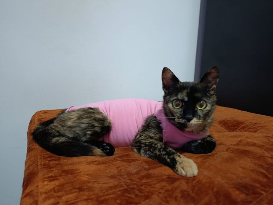 Hermosa Gatica busca hogar en Risaralda 