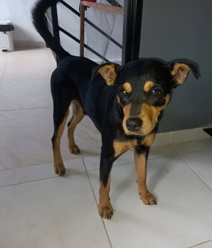 Perro en adopción en Risaralda 