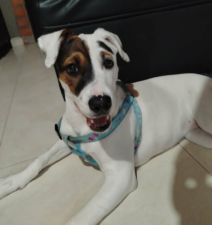 Perrita en adopción responsable en Risaralda 