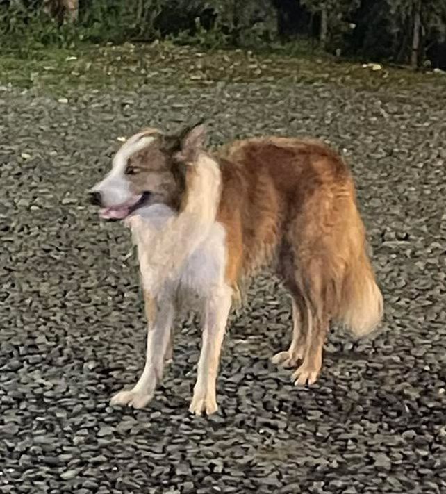 Perrito Encontrado en El Rocio Alto, Risaralda 