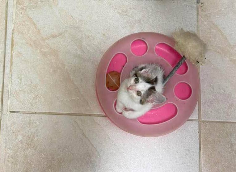 Gatitos en adopción 