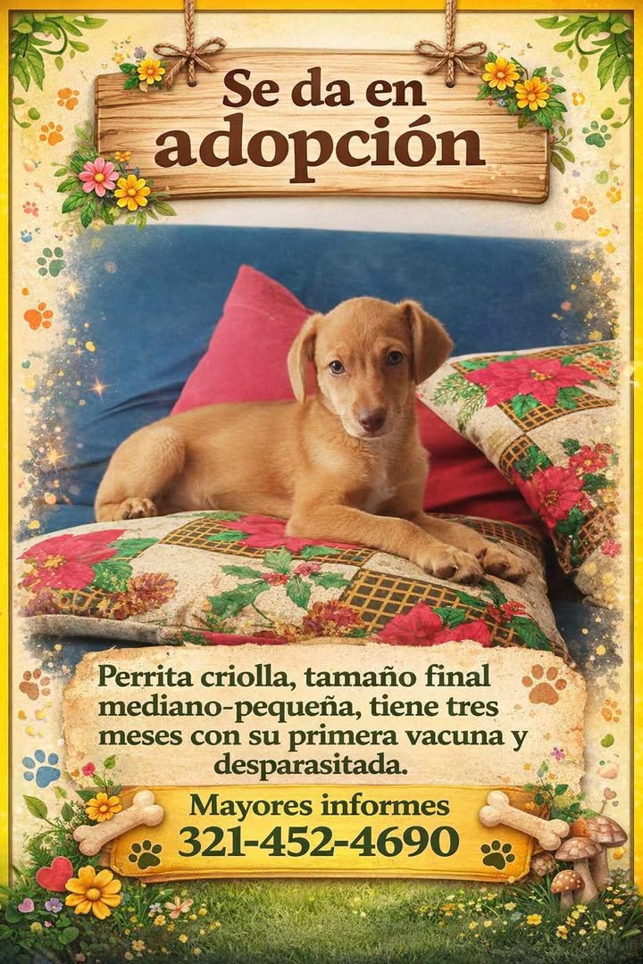 Adorable perrita criolla busca hogar en Risaralda 
