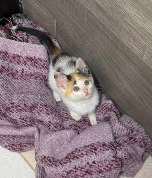 Gatitos en adopción 