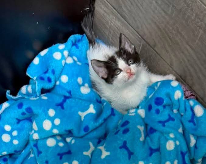 Adopción de gatitos en Risaralda 