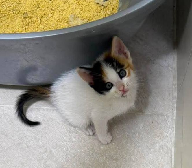 Adopción de gatitos en Risaralda 
