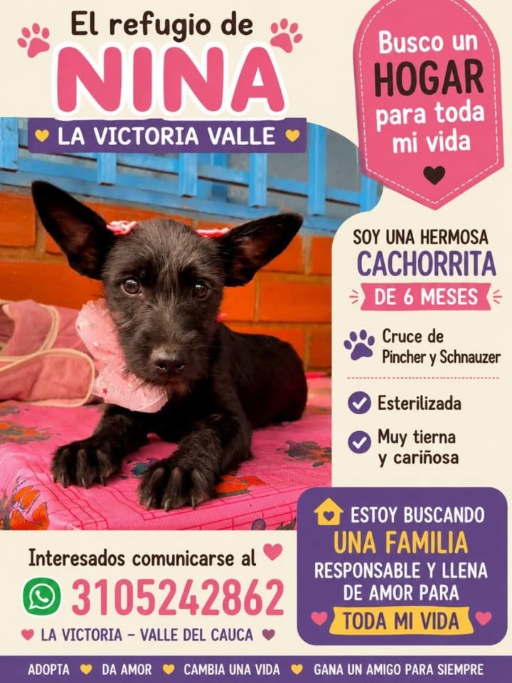 Adopción cachorro Pincher y Schnauzer cruza en Risaralda 