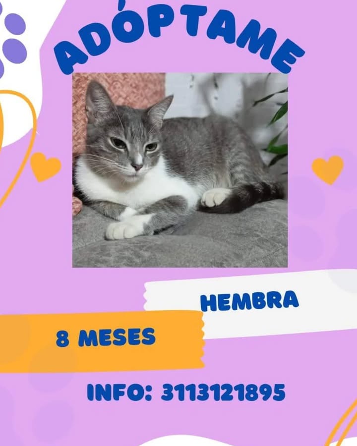 Gato hembra en adopción en Risaralda 