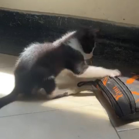 Gatito Macho en Adopción - Risaralda 
