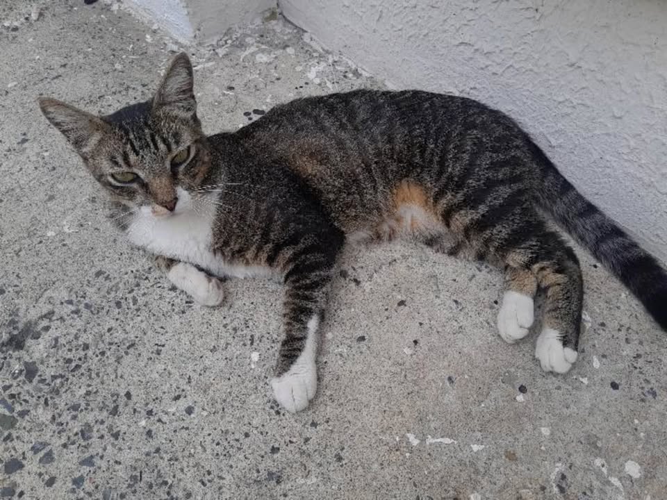 Adopción de gatita esterilizada en Risaralda 