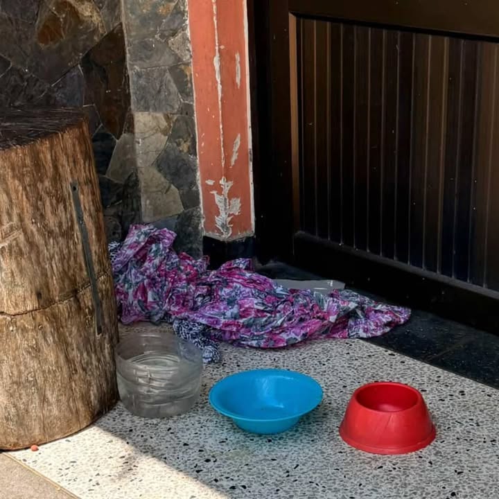 Perro abandonado busca hogar en Pereira, Risaralda 