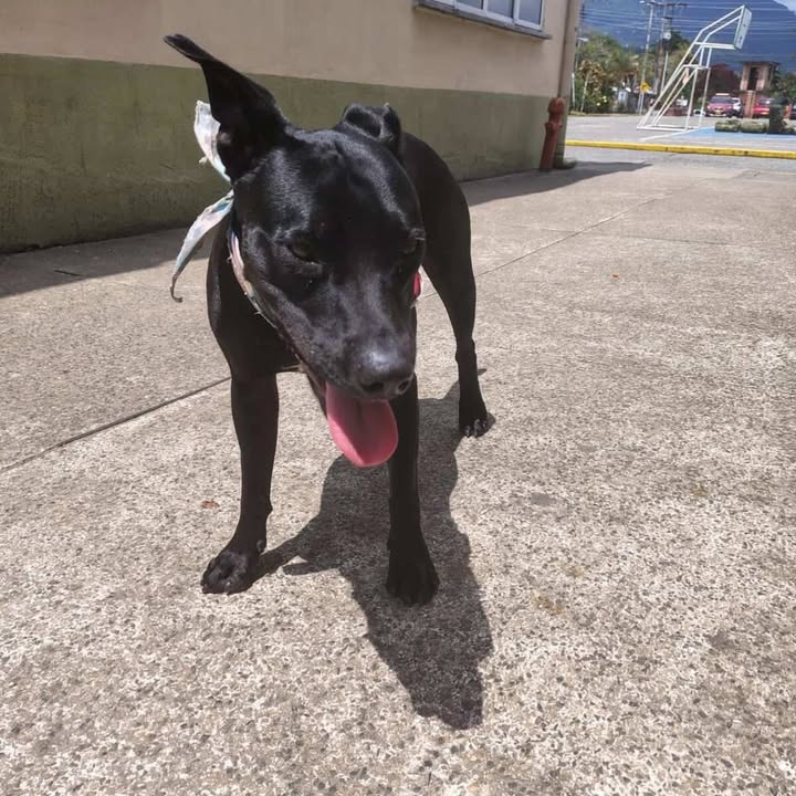 Perra en adopción en Risaralda 