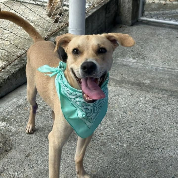 Adopción perro Maximiliano Risaralda 
