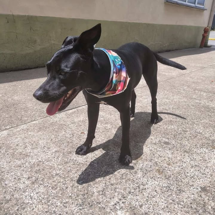 Perra en adopción en Risaralda 
