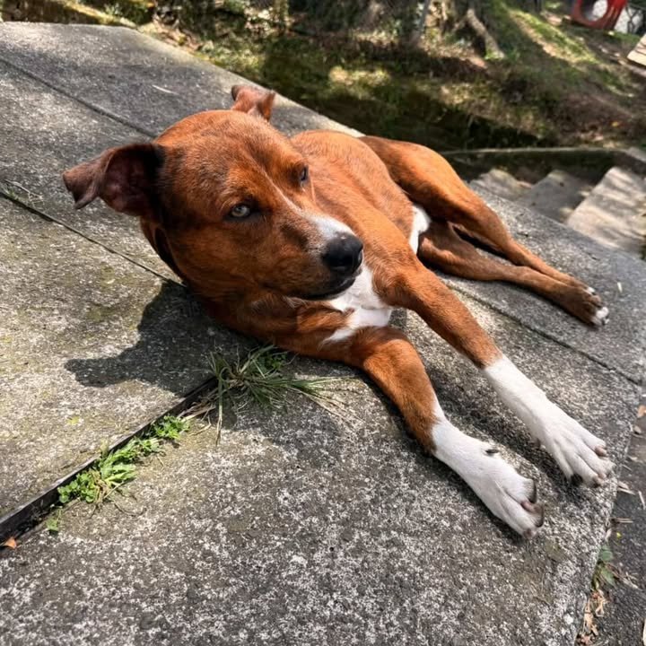 Perro abandonado busca hogar en Pereira, Risaralda 