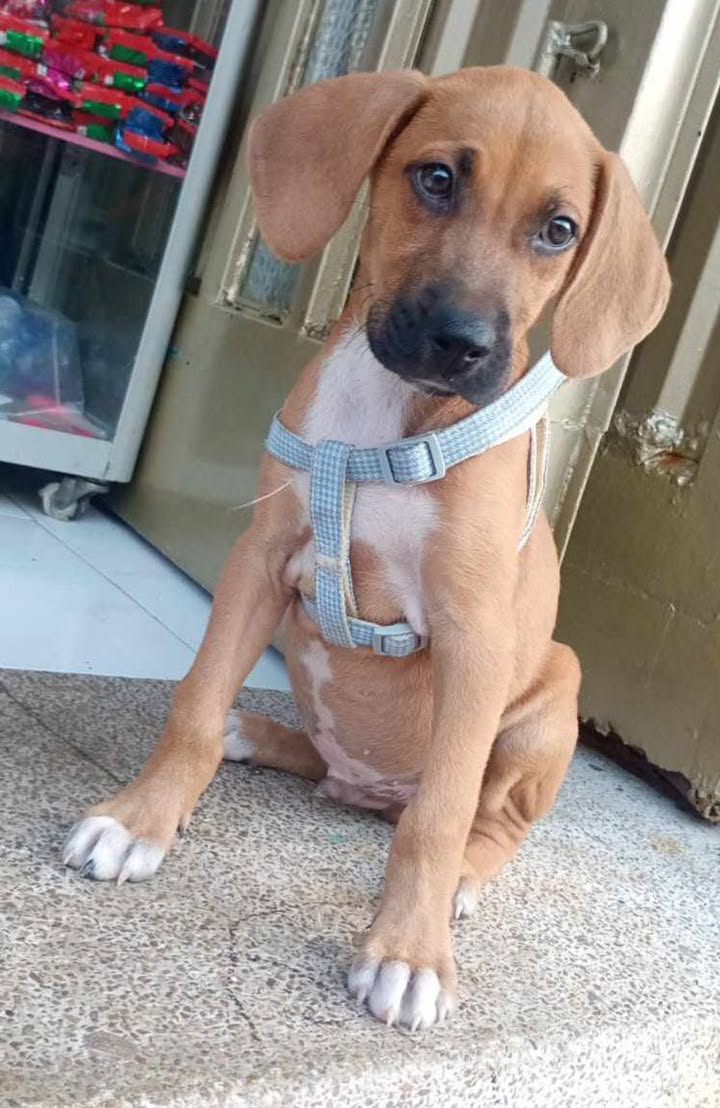  Perrito en adopción busca hogar responsable 