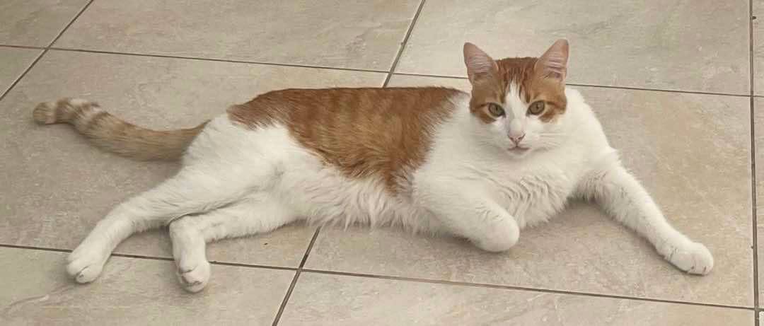 Gatos Machos en Adopcion en Risaralda, Colombia 