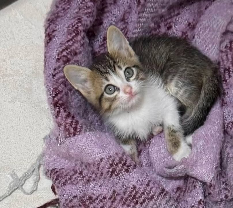 Gatitos Machos en Adopción en Risaralda 