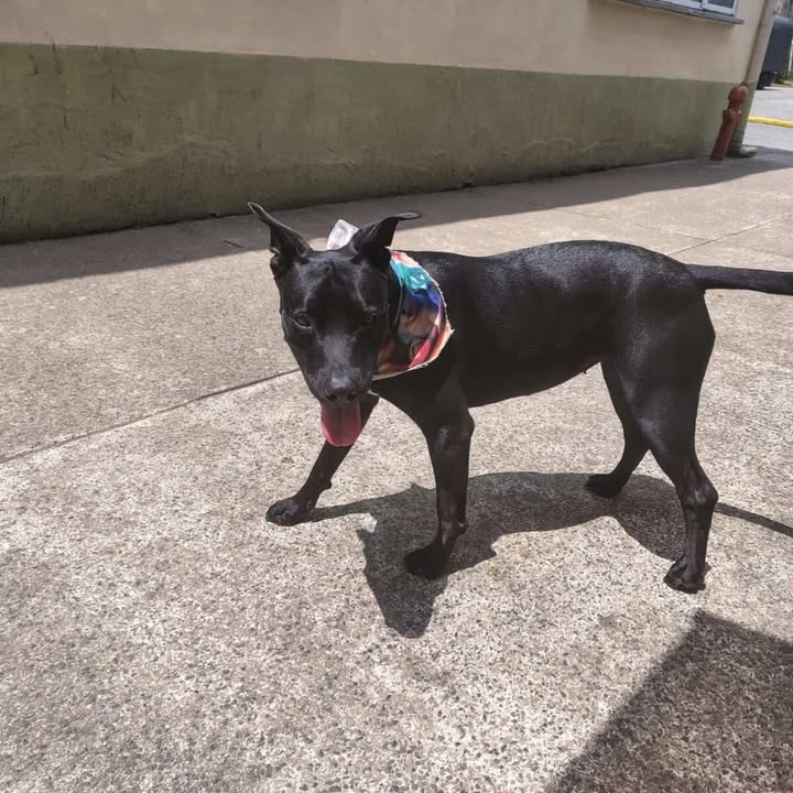 Perra en adopción en Risaralda 